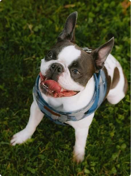 Dog photo